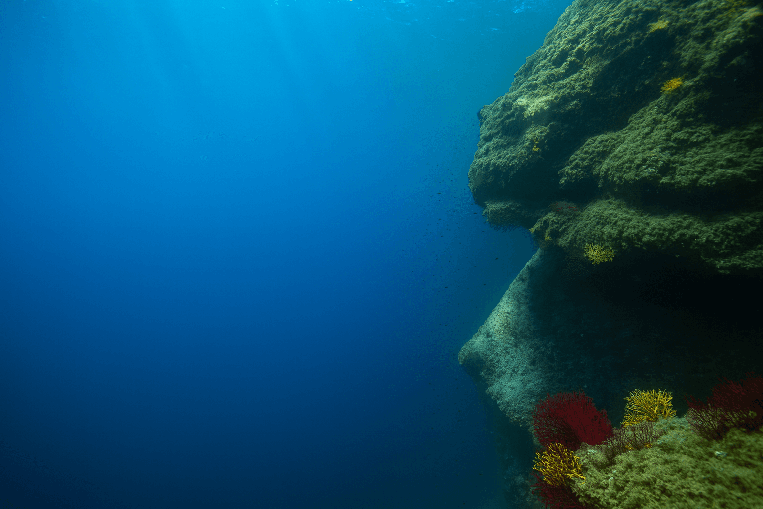 Scuba diving at Les Rosiers in La Ciotat