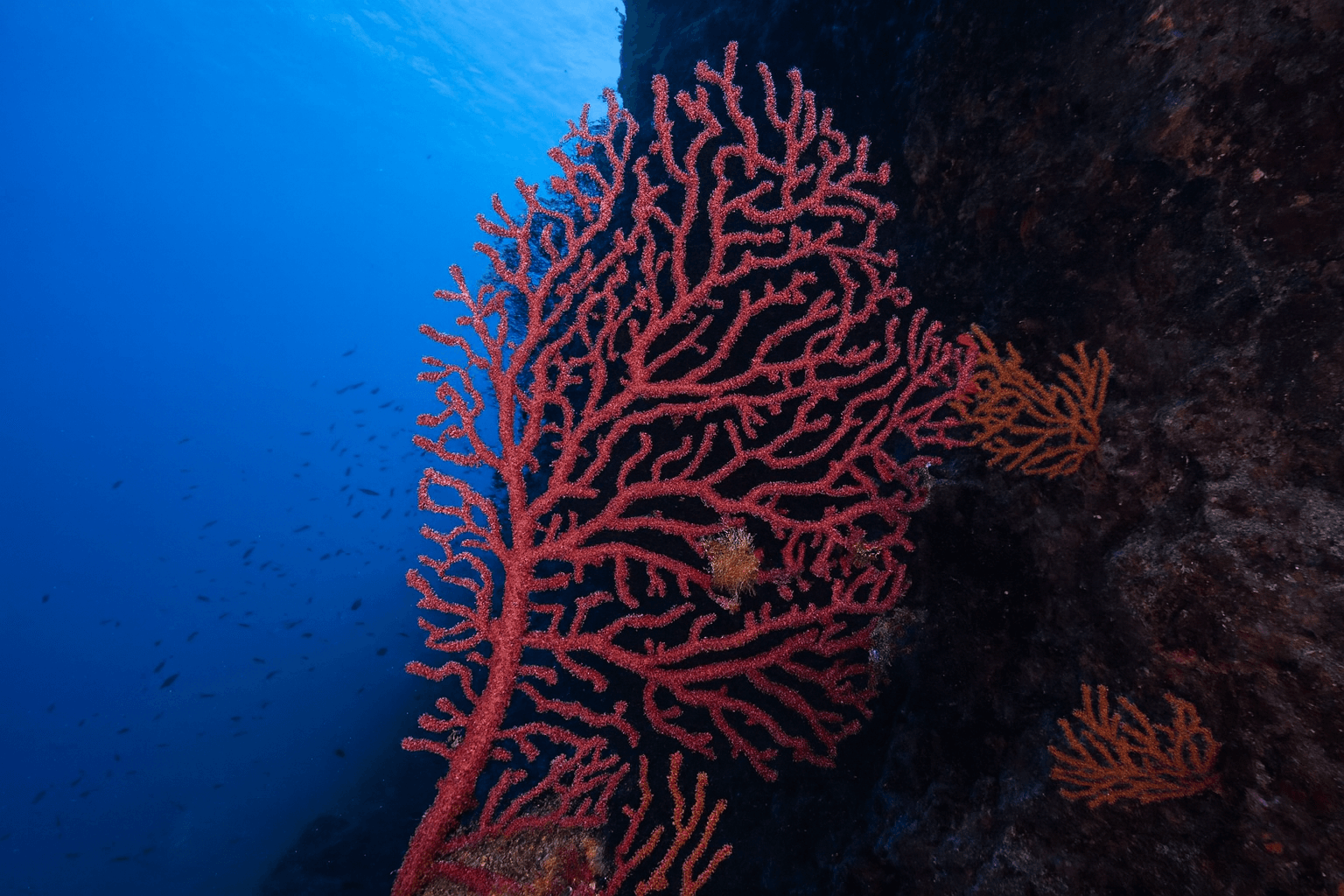 Scuba diving at Mansell Reef in Santorini