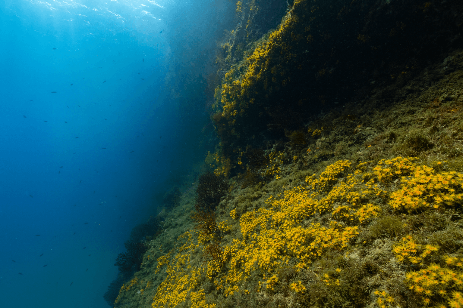 Scuba diving at Scoglio del Corvo in Tremiti Islands